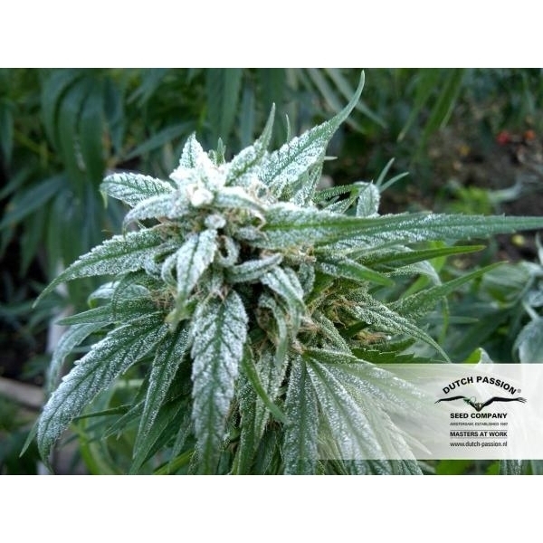 Pamir Gold (Dutch Passion) Feminisoidut