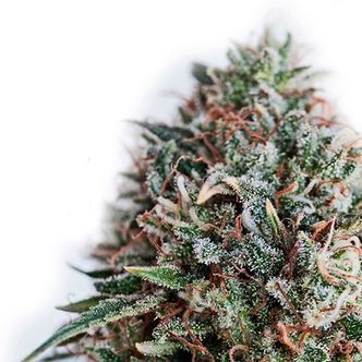 CBD+ Critical 47 (Positronics) feminisoidut