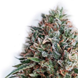 CBD+ Critical 47 (Positronics) -Feminisoidut