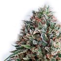 CBD+ Critical 47 (Positronics) -Feminisoidut