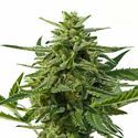 Northern Haze Auto (Positronics) Feminisoidut