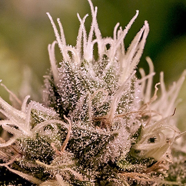 Jack Diesel Auto (Positronics) Feminisoidut