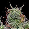 Supercheese Auto (Positronics) Feminisoidut