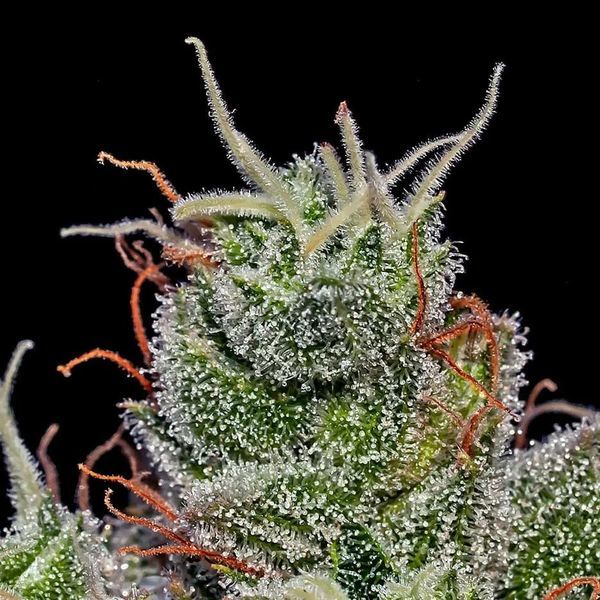 Supercheese Auto (Positronics) Feminisoidut