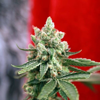 Guayaka (Reggae Seeds) tavallinen