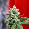 Guayaka (Reggae Seeds) tavallinen