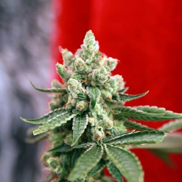 Guayaka (Reggae Seeds) tavallinen