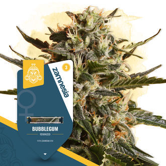 Bubblegum (Zamnesia Seeds) Feminisoidut