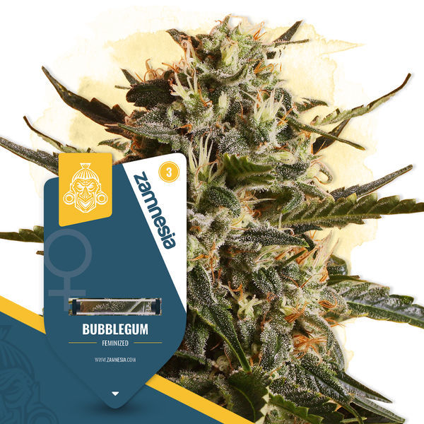 Bubblegum (Zamnesia Seeds) Feminisoidut