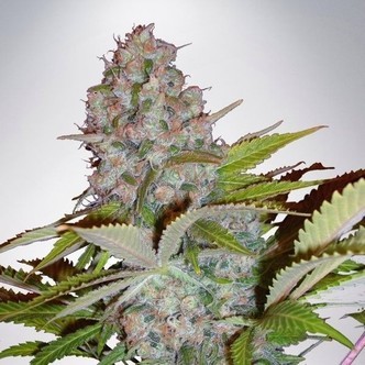 Auto Cheese NL (Ministry of Cannabis) feminisoidut kannabiksen siemenet