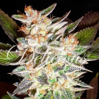 Delicious Candy Auto (Delicious Seeds) feminisoitu