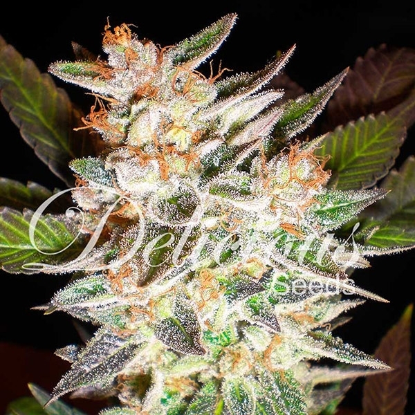 Delicious Candy Auto (Delicious Seeds) Feminisoidut