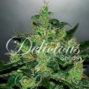 Critical Jack Herer Auto (Delicious Seeds) Feminisoidut