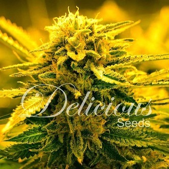 Sugar Black Rose Auto (Delicious Seeds) feminisoidut