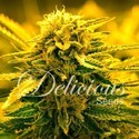 Sugar Black Rose Auto (Delicious Seeds) Feminisoidut
