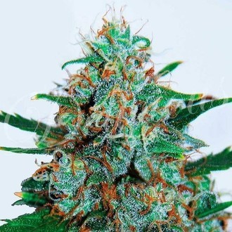 Critical Neville Haze Auto (Delicious Seeds) Feminisoidut