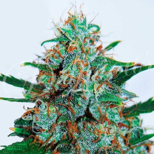 Critical Neville Haze Auto (Delicious Seeds) Feminisoidut