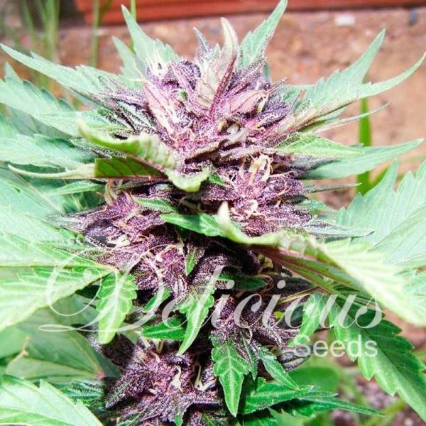 Auto Dark Purple (Delicious Seeds) Feminisoidut