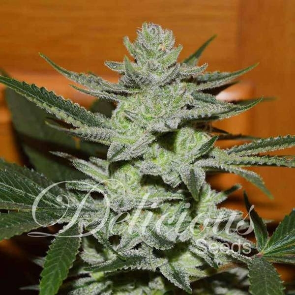 Unknown Kush (Delicious Seeds) Feminisoidut