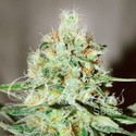 Jägg Kush (Delicious Seeds) Feminisoidut