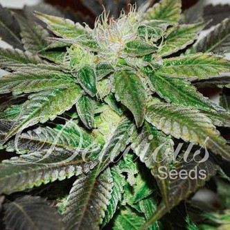 Sugar Candy (Delicious Seeds) feminisoidut