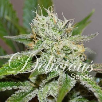 Original Juan Herer (Delicious Seeds) feminisoidut