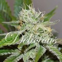 Original Juan Herer (Delicious Seeds) Feminisoidut