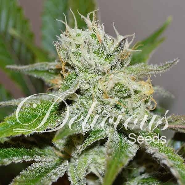 Original Juan Herer (Delicious Seeds) Feminisoidut