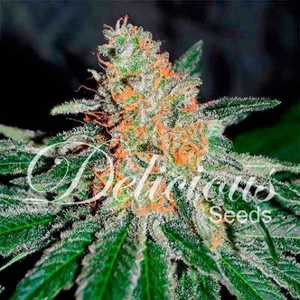 CBD Jam (Delicious Seeds) feminisoidut kannabiksen siemenet
