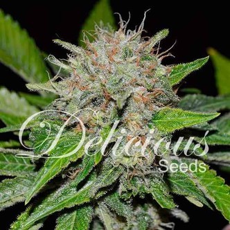 Deep Mandarin (Delicious Seeds) feminisoidut