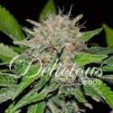 Deep Mandarine (Delicious Seeds) Feminisoidut