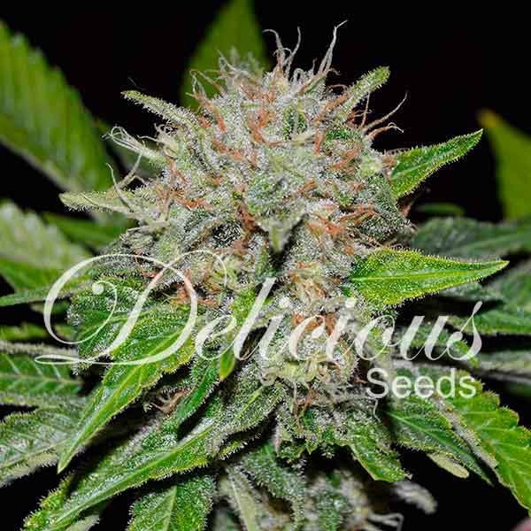 Deep Mandarine (Delicious Seeds) Feminisoidut