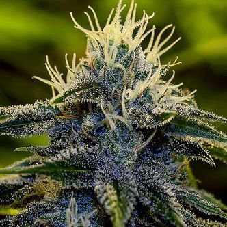 Afghan Express (Positronics) feminisoidut kannabiksen siemenet