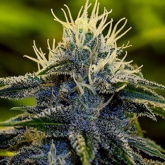 Afghan Auto (Positronics) Feminisoidut