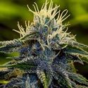 Afghan Auto (Positronics) Feminisoidut