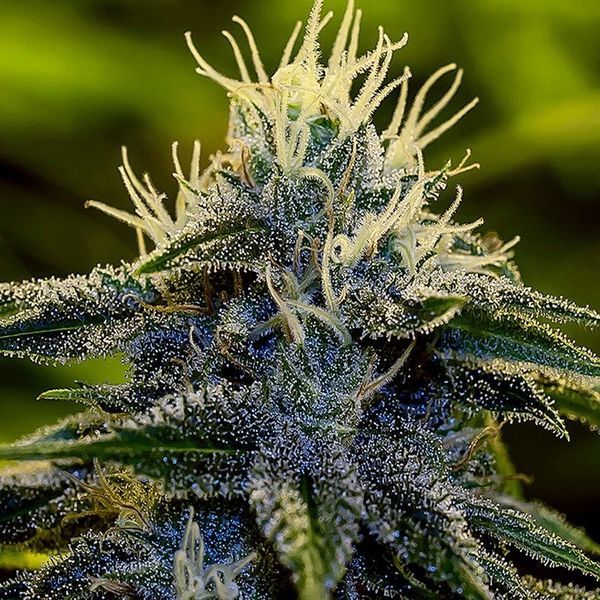Afghan Auto (Positronics) Feminisoidut