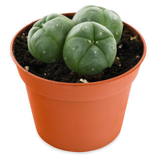 Peyote 3-kasvuryhm&auml; (Lophophora williamsii)
