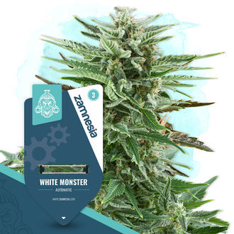 White Monster Autoflower (Zamnesia Seeds) Feminisoidut