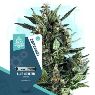 Blue Monster Autoflower (Zamnesia Seeds) Feminisoidut