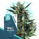 Blue Monster Autoflower (Zamnesia Seeds) Feminisoidut