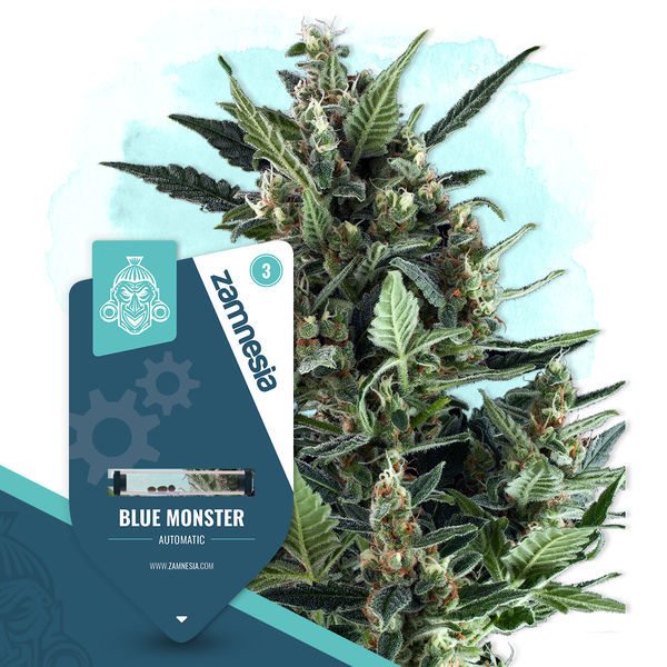 Blue Monster Autoflower (Zamnesia Seeds) Feminisoidut