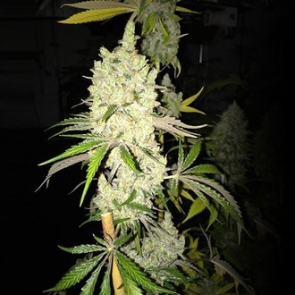Tangie Ghost Train (Little Chief Collabs) Feminisoidut
