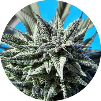 Auto Tao Blueberry (Top Tao Seeds) tavallinen