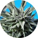 Auto Tao Blueberry (Top Tao Seeds) tavallinen
