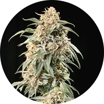 Big Auto Tao (Top Tao Seeds) tavallinen