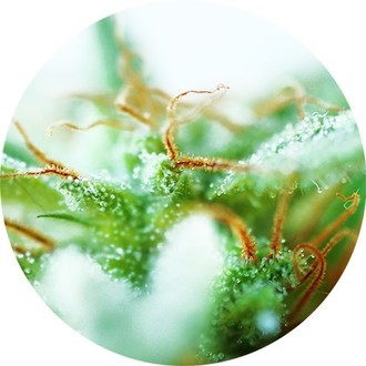 Dr. Tao Sativa (Top Tao Seeds) tavallinen