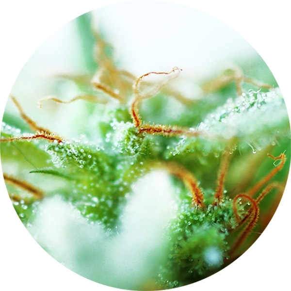 Dr. Tao Sativa (Top Tao Seeds) tavallinen