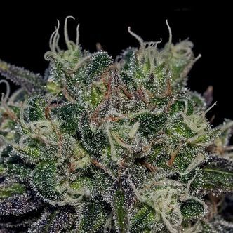 Black Widow (Positronics) feminisoidut kannabiksen siemenet