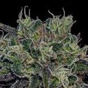 Black Widow (Positronics) Feminisoidut