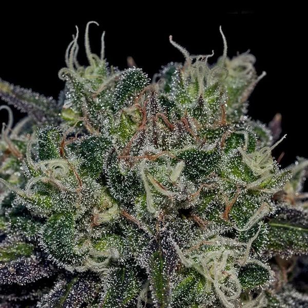 Black Widow (Positronics) Feminisoidut